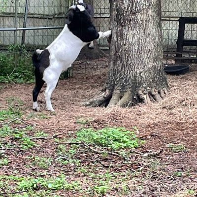 50f1b537-db88-42c9-adcd-a74e30ac618c (1)