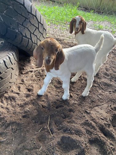 Boar Goat Breeder in Ocala (1)