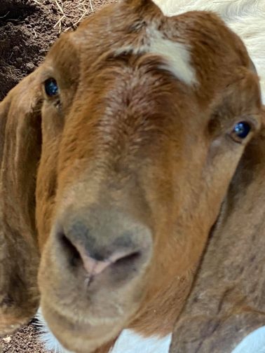 Boar Goat Breeder in Ocala (5)