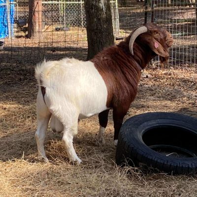 Twisted Pine Farms Herd Sire Crash (2)